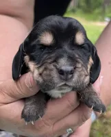 Brown, a male Basset Hound for sale in Blackshear, GA – Photo 5 of 7