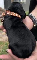 Brown, a male Basset Hound for sale in Blackshear, GA – Photo 3 of 7