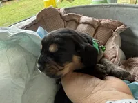 Green, a male Basset Hound for sale in Blackshear, GA – 5 of 10