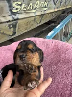 Tan girl, a female Basset Hound for sale in Blackshear, GA – 6 of 7