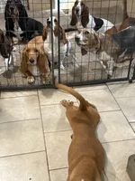 Red , a male Basset Hound for sale in Blackshear, GA – 7 of 7