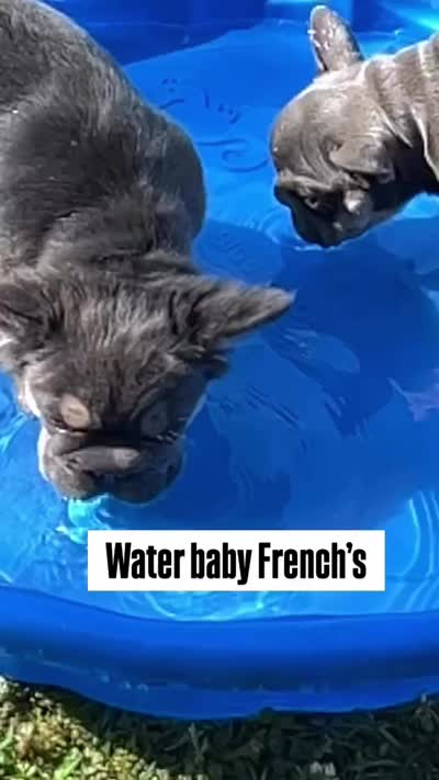 AKC Fluffy Blue Tan DNA health clear, a male French Bulldog for sale in Statesville, NC – 6 of 6