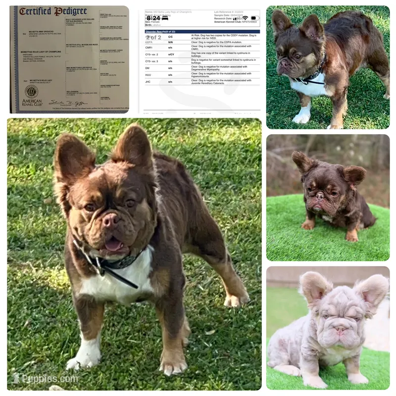 ROJO Lady! Coby! 6 Panel DNA health clear  – French Bulldog puppy for sale in Statesville, NC