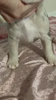 AKC Lilac Merle Tan Point. DNA panel health clear. , a female French Bulldog for sale in Statesville, NC – 5 of 6