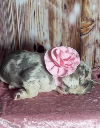 Tiny 💖 Lilac Merle Tan. DNA panel health clear. Carries; Fluffy, 🍫, a female French Bulldog for sale in Statesville, NC – 4 of 5