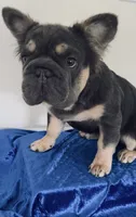 Bougie! Neutered! Trained! Jack Fluffy Blue/Tan DNA health tested , a male French Bulldog for sale in Statesville, NC – 6 of 8