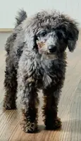 💙 Full-AKC-Tuxedo Blue Merle 🍫 Curl C1C2 , a male Poodle - Miniature  for sale in Statesville, NC – 6 of 7
