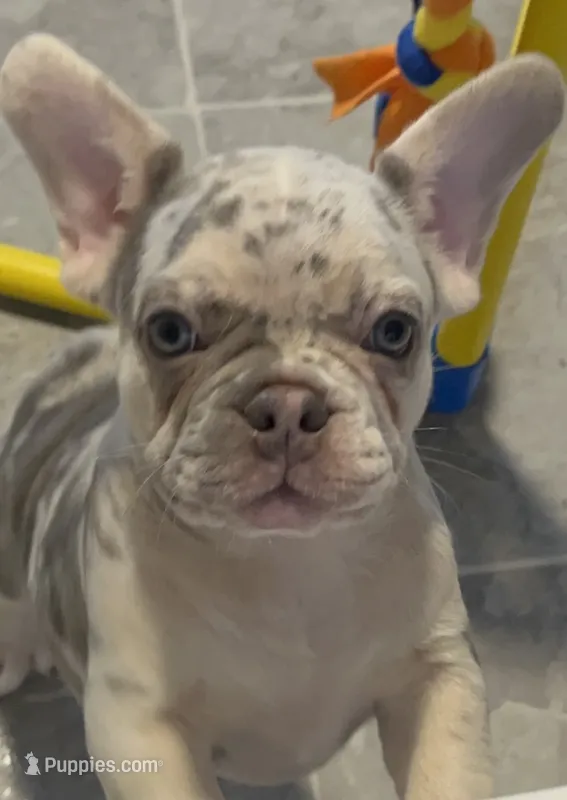 AKC Lilac Merle Tan Point. DNA panel health clear.  – French Bulldog puppy for sale in Statesville, NC