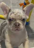 AKC Lilac Merle Tan Point. DNA panel health clear. , a female French Bulldog for sale in Statesville, NC – 1 of 6