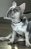 💎AKC-Lilac Merle Fluffy carrier Trained-DNA Tested, a male French Bulldog for sale in Statesville, NC – 4 of 7