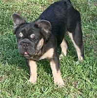 AKC Jack Fluffy Blue/Tan DNA health tested Neutered, a male French Bulldog for sale in Statesville, NC – 4 of 4