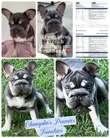 Elsa Lilac and Tan Intensity. DNA 6 panel health clear. , a male French Bulldog for sale in Statesville, NC – 1 of 8