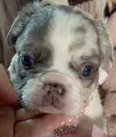 💝Bianca Fluffy Lilac Merle Husky DNA panel health clear, a female French Bulldog for sale in Statesville, NC – 4 of 7
