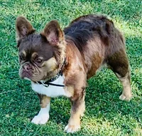 AKC-Quality Rojo Lady Fluffy X Lilac Merle DNA Health Clear, a  French Bulldog for sale in Statesville, NC – 2 of 4