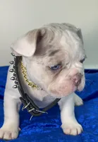 AKC-Blaze Lilac Tan Merle Pied DNA health clear, a male French Bulldog for sale in Statesville, NC – 7 of 7