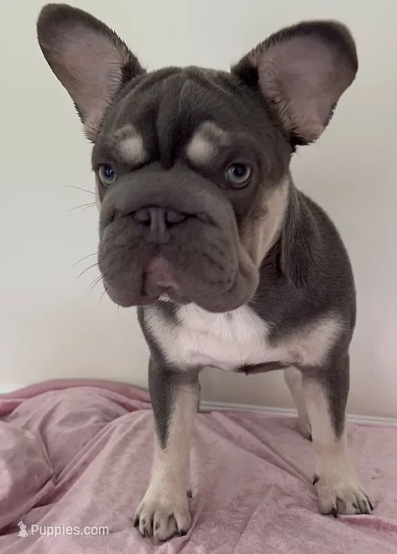 Quality-AKC- Elsa Lilac and Tan Intensity. DNA 6 panel health clear.  – French Bulldog puppy for sale in Statesville, NC