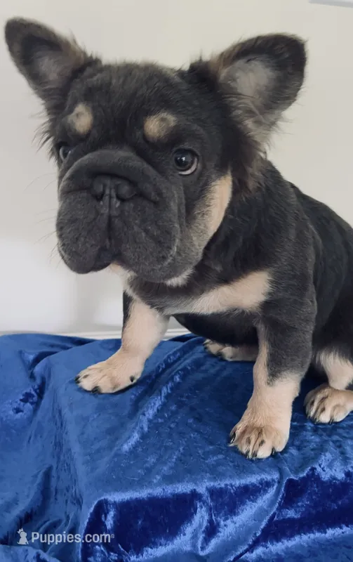 Jack🐾 Blue & Tan | Big Rope DNA panel health clear. – French Bulldog puppy for sale in Statesville, NC