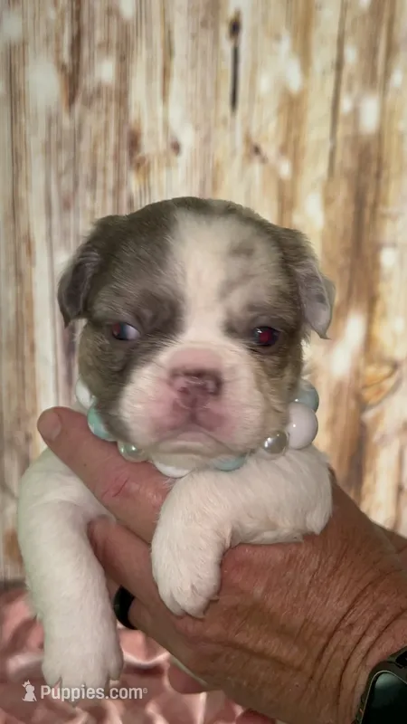 Bianca Fluffy Lilac Merle Panda Husky DNA panel health clear – French Bulldog puppy for sale in Statesville, NC