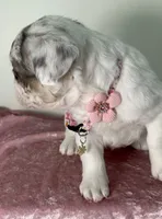 💝 Fluffy Lilac Merle Tan Point. DNA panel health clear, a female French Bulldog for sale in Statesville, NC – 2 of 7