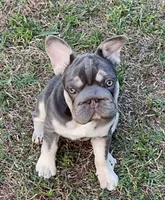 AKC Quality Lilac Tan points big rope 6 panel health clear, a female French Bulldog for sale in Statesville, NC – 7 of 7