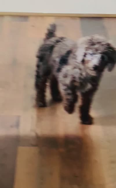 AKC-Tuxedo Blue Merle Rojo Curl C1C2 , a male Poodle - Miniature  for sale in Statesville, NC – 8 of 8