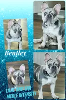 AKC-Lilac Merle Tan Fluffy Carrier DNA Health cleared, a male French Bulldog for sale in Statesville, NC – 3 of 5
