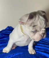 Blue eyes Lilac Masked Tan Point Merle Pied. DNA 6 panel health clear., a male French Bulldog for sale in Statesville, NC – 6 of 8