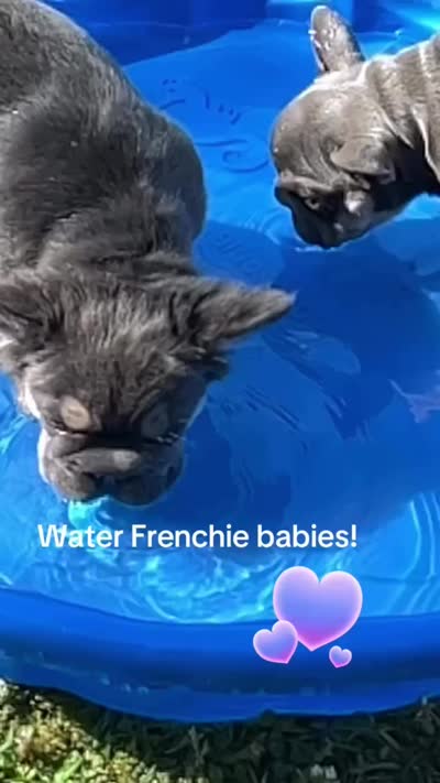 💙Calm Sweet Neutered Trained AKC Fluffy Blue Tan DNA Health clear, a male French Bulldog for sale in Statesville, NC – 7 of 7