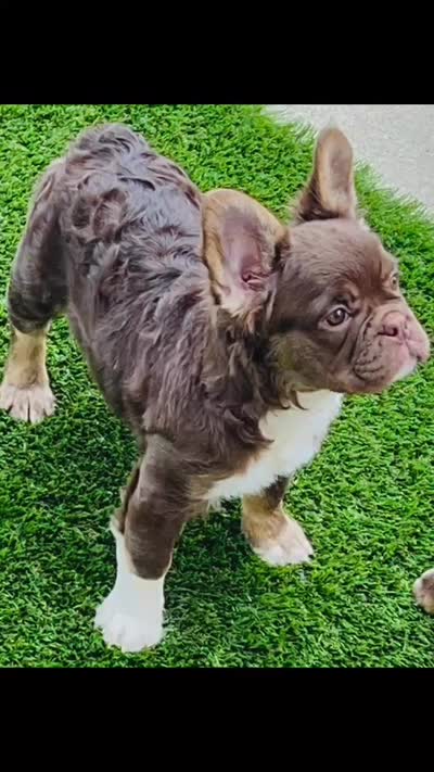 Rojo Lady DNA health tested, a female French Bulldog for sale in Statesville, NC – 3 of 3