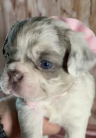 💝Bianca Fluffy Lilac Merle Husky DNA panel health clear, a female French Bulldog for sale in Statesville, NC – 1 of 7