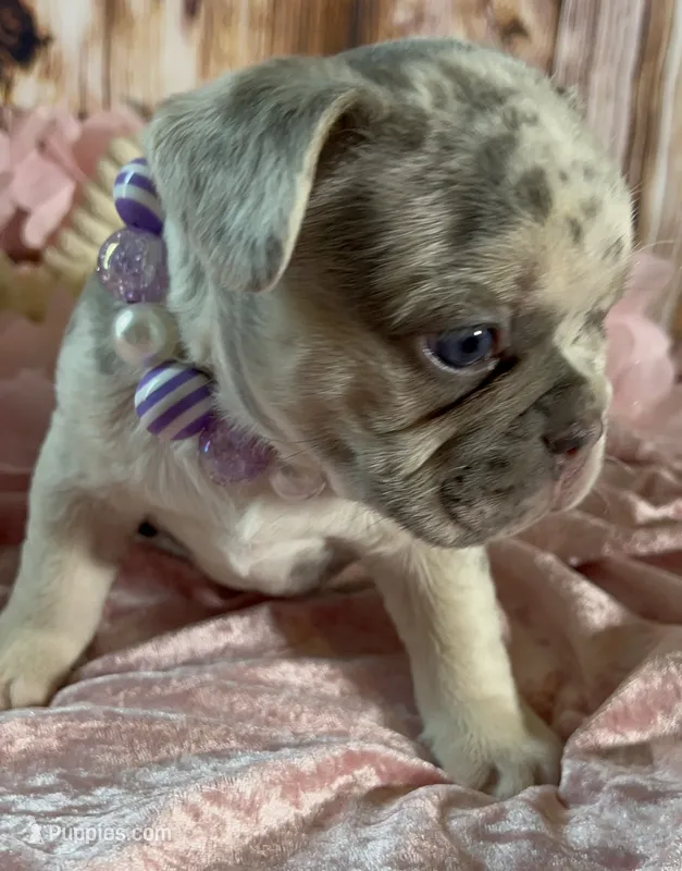 💖Tiny Bella-Lilac Merle Tan Point DNA panel health clear – French Bulldog puppy for sale in Statesville, NC