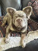 Quality AKC New Shade Isabella 6 panel health clear , a female French Bulldog for sale in Statesville, NC – 4 of 4