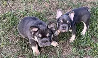 Quality AKC Fluffy Blue & Tan DNA panel health clear , a male French Bulldog for sale in Statesville, NC – 3 of 8