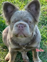 AKC New Shade Isabella Big Rope 6 Panel health clear, a female French Bulldog for sale in Statesville, NC – 3 of 4