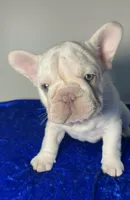 Easter 🐣 Sale Lilac Platinum carries fluffy 6 panel clear, a male French Bulldog for sale in Statesville, NC – Photo 2 of 7
