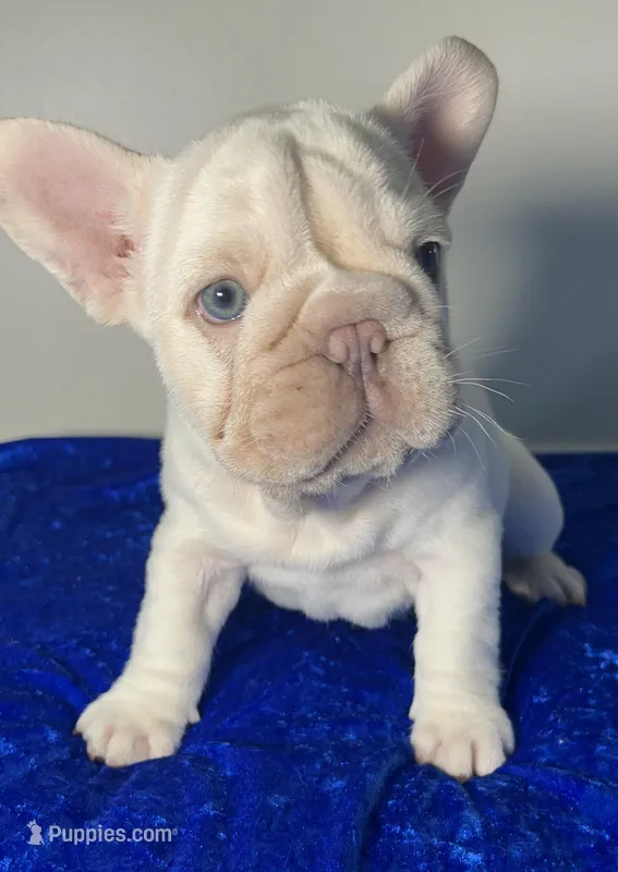 Easter 🐣 Sale Lilac Platinum carries fluffy 6 panel clear – French Bulldog puppy for sale in Statesville, NC