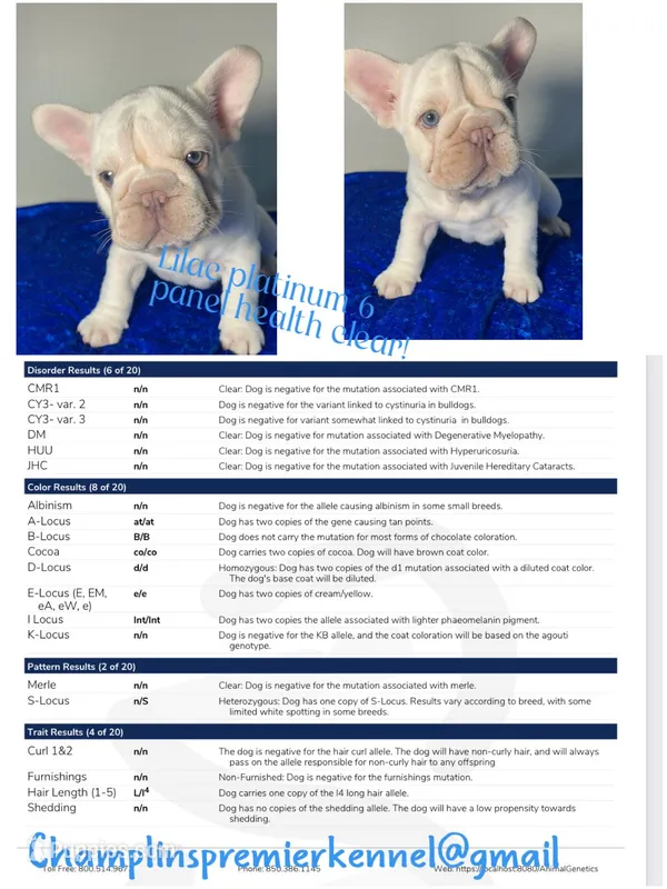 🐣 Easter Sale Lilac Platinum carries fluffy 6 panel clear – French Bulldog puppy for sale in Statesville, NC
