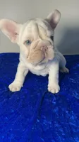 Easter 🐣 Sale Lilac Platinum carries fluffy 6 panel clear, a male French Bulldog for sale in Statesville, NC – Photo 3 of 7