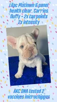 Easter 🐣 Sale Lilac Platinum carries fluffy 6 panel clear, a male French Bulldog for sale in Statesville, NC – Photo 5 of 7