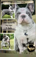 AKC Fluffy New Shade Isabella Big Rope 6 Panel health clear, a female French Bulldog for sale in Statesville, NC – 6 of 7