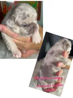 AKC Tiny Lilac Merle Tan Points  DNA health clear, a female French Bulldog for sale in Statesville, NC – 6 of 6