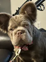  Full AKC New Shade Isabella. DNA 6 panel clear, a female French Bulldog for sale in Statesville, NC – 3 of 4
