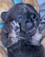 💙Quality-AKC- FLUFFY l1/l4 -BIG ROPE BLUE & Tan , a male French Bulldog for sale in Statesville, NC – Photo 3 of 7