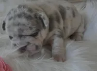 Quality-AKC-Crystal-Lilac Merle Big Rope DNA 6 Panel clear, a female French Bulldog for sale in Statesville, NC – Photo 9 of 9