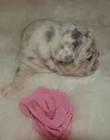 Quality-AKC-Crystal-Lilac Merle Big Rope DNA 6 Panel clear, a female French Bulldog for sale in Statesville, NC – Photo 8 of 9