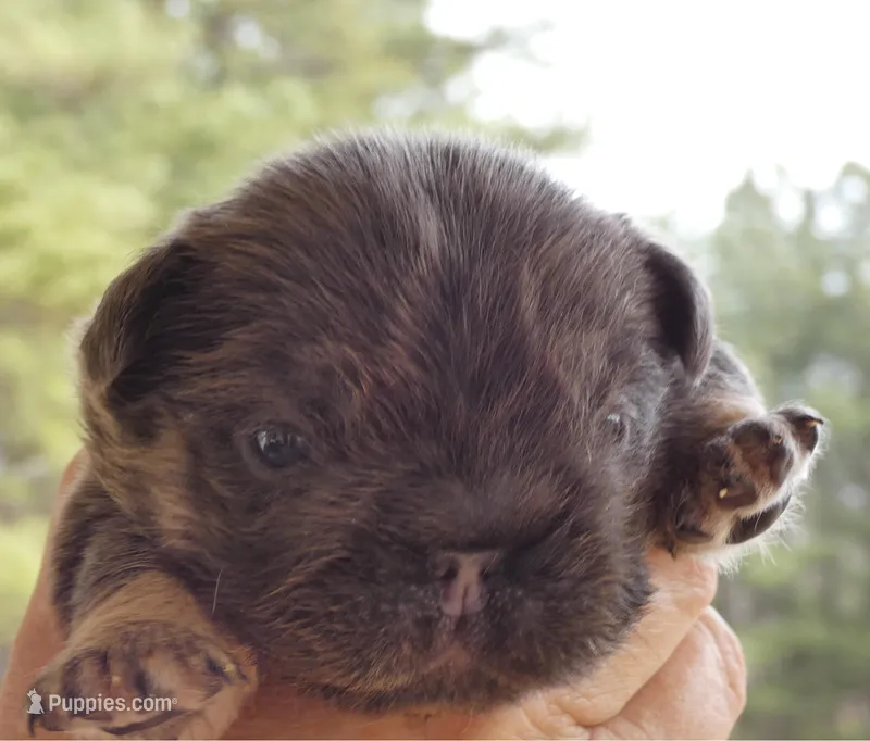 💙Quality-AKC- FLUFFY l1/l4 -BIG ROPE BLUE & Tan 