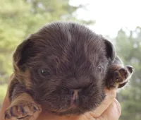 💙Quality-AKC- FLUFFY l1/l4 -BIG ROPE BLUE & Tan , a male French Bulldog for sale in Statesville, NC – Photo 1 of 7