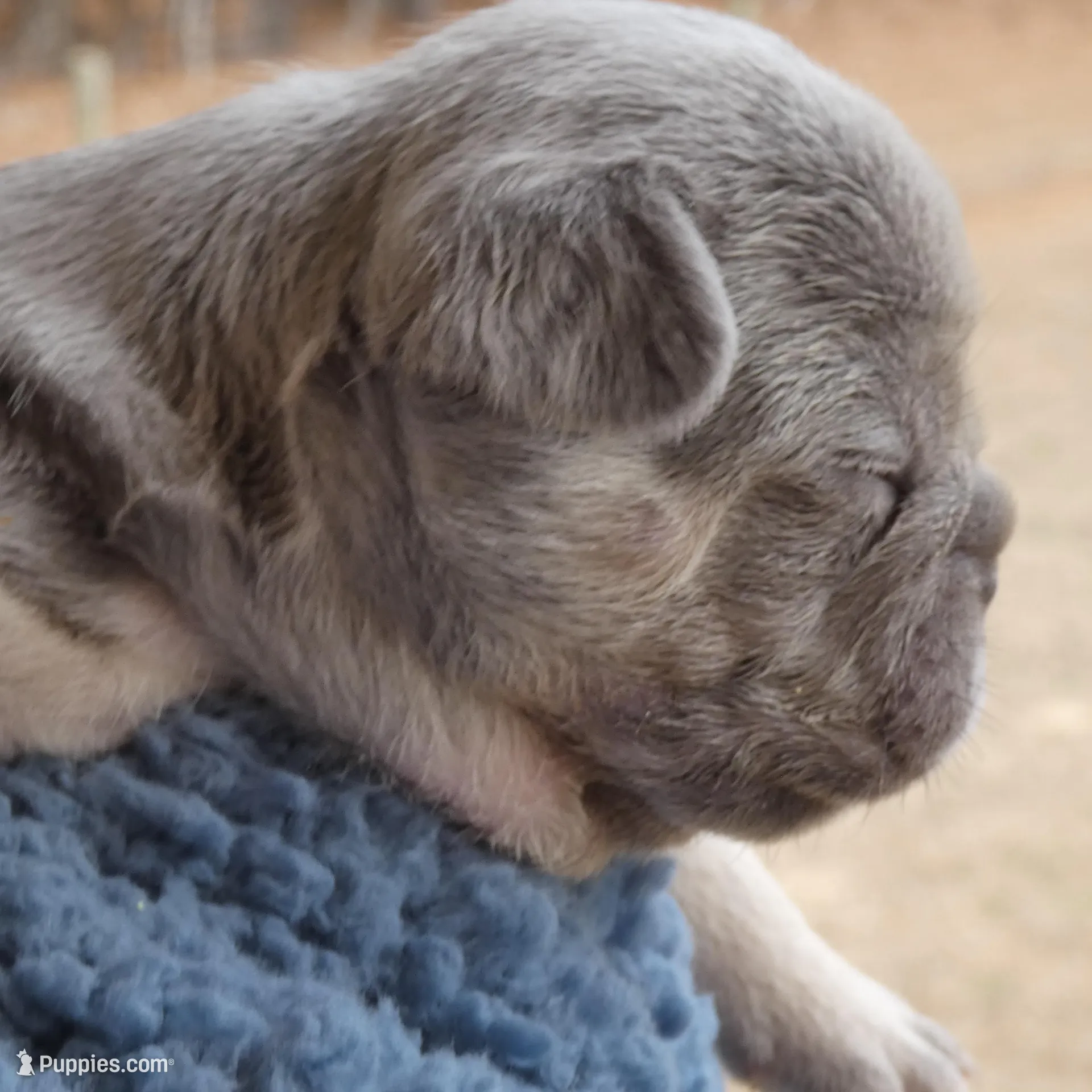 AKC Big rope 🐾 Lilac/Tan 5 panel clear.  , a male French Bulldog for sale in Statesville, NC – Photo 2 of 4