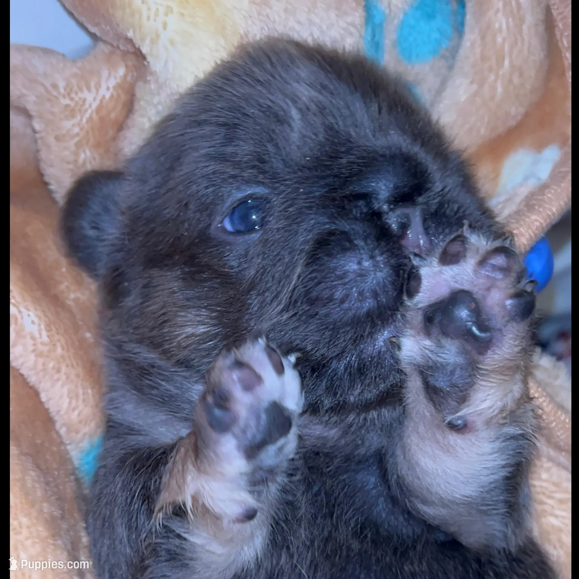 💙Quality-AKC- FLUFFY l1/l4 -BIG ROPE BLUE & Tan , a male French Bulldog for sale in Statesville, NC – Photo 4 of 7