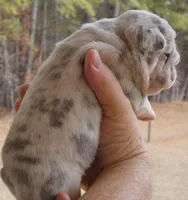 Quality-AKC-Crystal-Lilac Merle Big Rope DNA 6 Panel clear, a female French Bulldog for sale in Statesville, NC – Photo 7 of 9